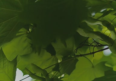 Banner Content Image: https://www.seagravenurseries.co.uk/images/banner/source/Acer%20-%20Optimised.CFNtU6mi7w.jpg?t=1695740935