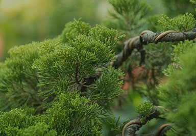 Banner Content Image: https://www.seagravenurseries.co.uk/images/banner/source/Bonsai%20-%20Optimised.58Tkv0rKUB.jpg?t=1695740935