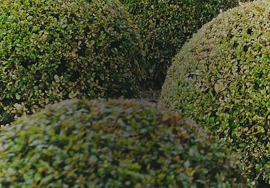 Banner Content Image: https://www.seagravenurseries.co.uk/images/banner/source/Buxus%20-%20Optimised.2uuzSV65aZ.jpg?t=1695740935