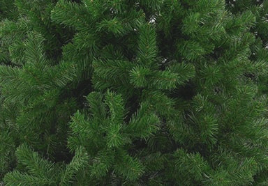 Banner Content Image: https://www.seagravenurseries.co.uk/images/banner/source/Christmas-Trees%20-%20Optimised.4AsQPH4Y3b.jpg?t=1695740935