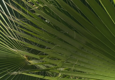Banner Content Image: https://www.seagravenurseries.co.uk/images/banner/source/Hardy-Palm-Trees%20-%20Optimised.Nkc7247A8V.jpg?t=1695740935