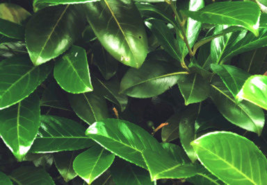 Banner Content Image: https://www.seagravenurseries.co.uk/images/banner/source/Heding%20Tile%20Test%20384x267.Q1q95Ogbsp.jpg?t=1695740935