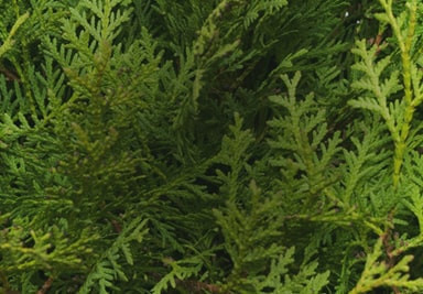 Banner Content Image: https://www.seagravenurseries.co.uk/images/banner/source/Italian-Cypress-Trees%20-%20Optimised.RGjzbsEv5Q.jpg?t=1695740935