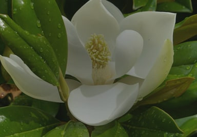 Banner Content Image: https://www.seagravenurseries.co.uk/images/banner/source/New%20-%20Optimised.ufw4ByqMNa.jpg?t=1695740935