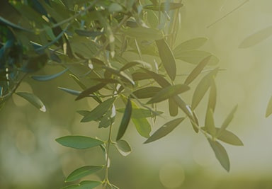 Banner Content Image: https://www.seagravenurseries.co.uk/images/banner/source/Olive-Trees%20-%20Optimised.uo6sLQSgGS.jpg?t=1695740935