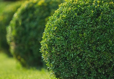 Banner Content Image: https://www.seagravenurseries.co.uk/images/banner/source/Topiary%20-%20Optimised.348SaY4oe2.jpg?t=1695740935