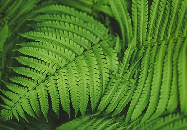 Banner Content Image: https://www.seagravenurseries.co.uk/images/banner/source/Tree-Ferns%20-%20Optimised.7oW13rE3Ti.jpg?t=1695740935