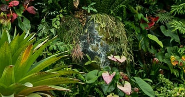 Wide range of high qulaity plants