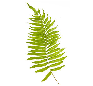 Tree Fern Leaf