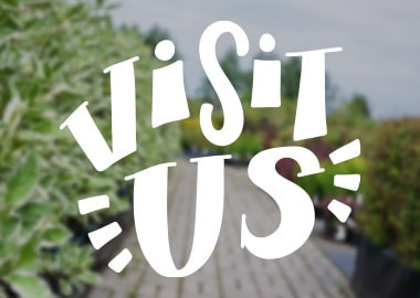 Visit Us