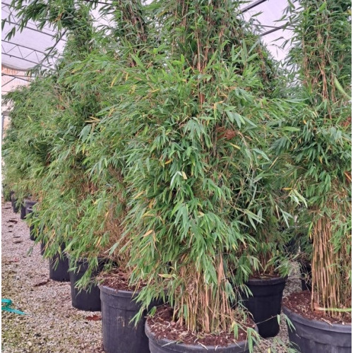 Fargesia (Clumping Bamboo)