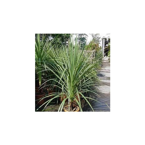 Cabbage Palms (Cordyline)