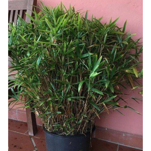 Spectabilis And Others