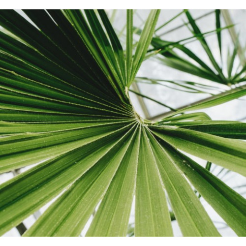 Chusan Palms (Trachycarpus)