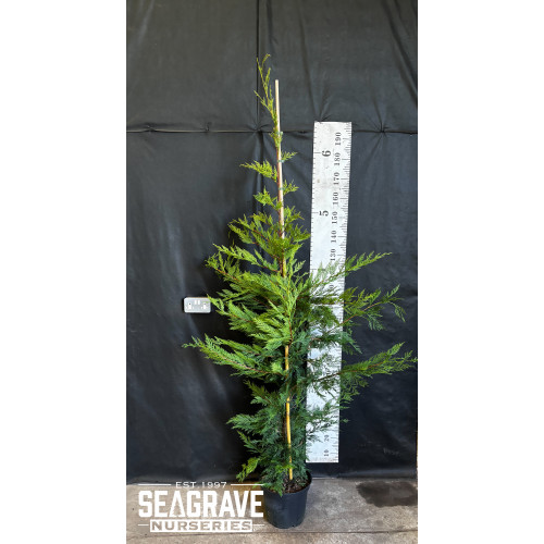 Leylandii Green,180-200cm (6ft- 6ft 6in) Planted Height, 7.5L