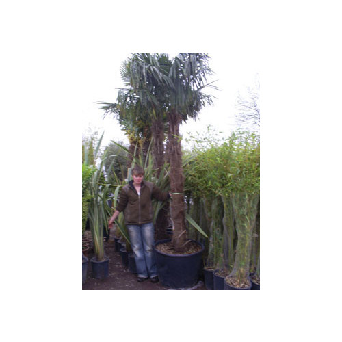 Trachycarpus Fortuneii Chusan Palm 160-180cm Trunk (Approx Total Height 300-335cm Including 65 litre Pot)