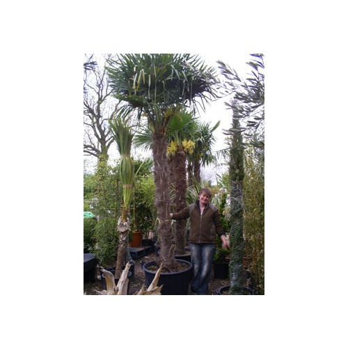 Trachycarpus Fortuneii Chusan Palm 180-200cm Trunk (Approx Total Height 330-350cm Including 65 litre Pot)