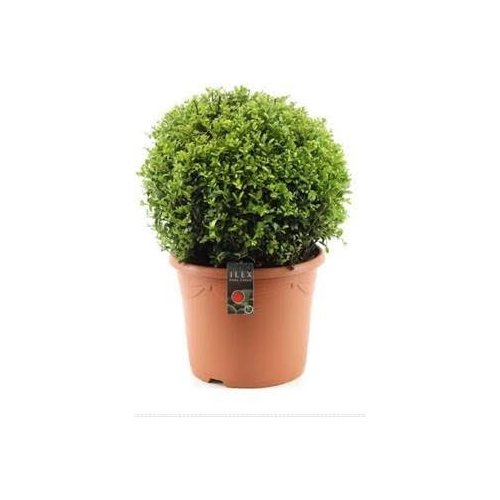 Ilex Crenata Japanese Holly Or Box Leaf Holly 30cm dia