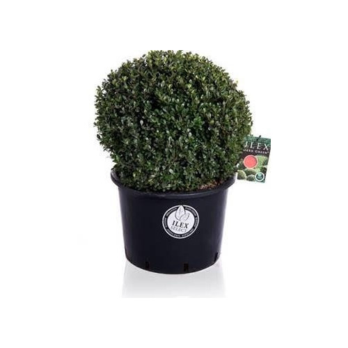 Ilex Crenata Japanese Holly Or Box Leaf Holly 50cm diameter