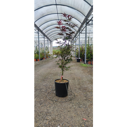 Acer Palmatum Bloodgood 100/120cm 12lt Pot
