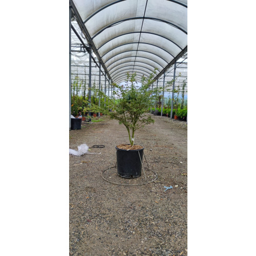 Acer Palmatum Butterfly 60/80cm 12lt Pot