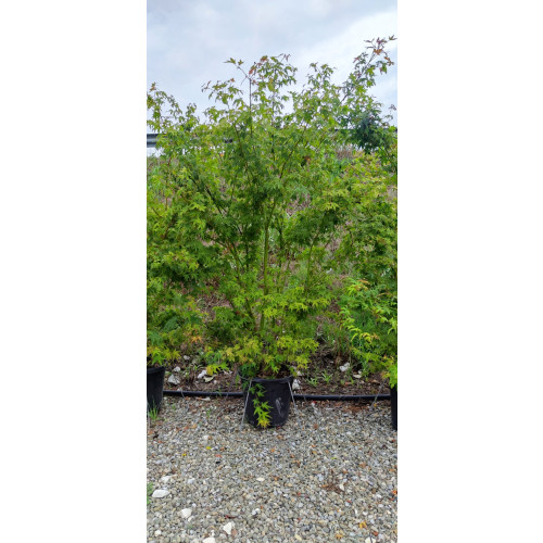 Acer Palmatum 150/175cm 30lt Pot