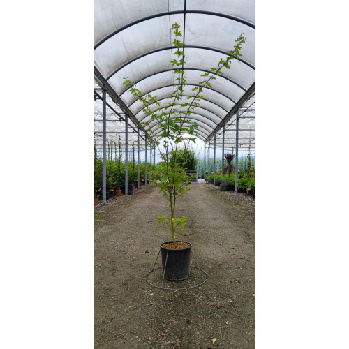 Acer Palmatum Summer Gold 150/175cm 12lt Pot