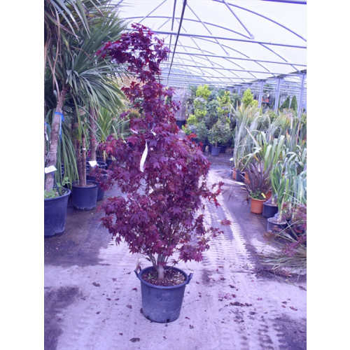 Acer Bloodgood Japanese Maple 5ft 6in - 6ft 6in /175-195 cm includes pot height