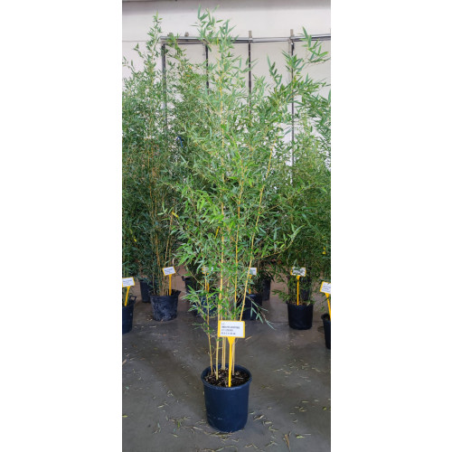 Bamboo Phyllostachys Aureosulcata Spectabilis 175/200cm EXCLUDING pot height