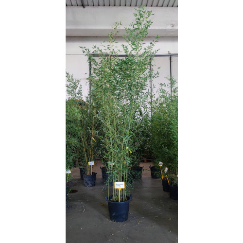 Bamboo Phyllostachys Bissettii, 250/300cm, EXCLUDING pot height