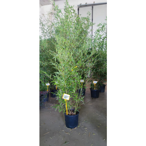 Black Bamboo Phyllostachys Nigra, 175/200cm EXCLUDING pot height