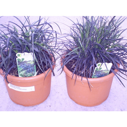 Ophiopogon Planiscapus Niger Black Grass