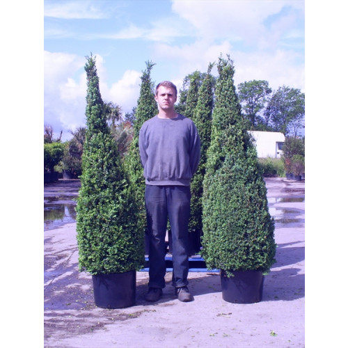 Box Buxus Cone, 150-160cm (4ft 9in - 5ft 2in) Planted Height, 55L