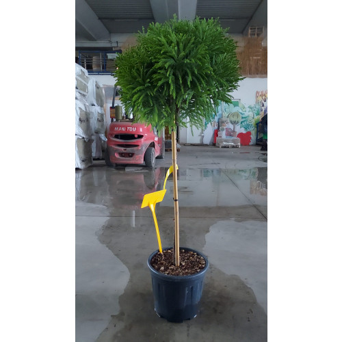 CRYPTOMERIA JAPONICA GLOBOSA NANA, CLT18, HEAD35-40cm, 1/2STD