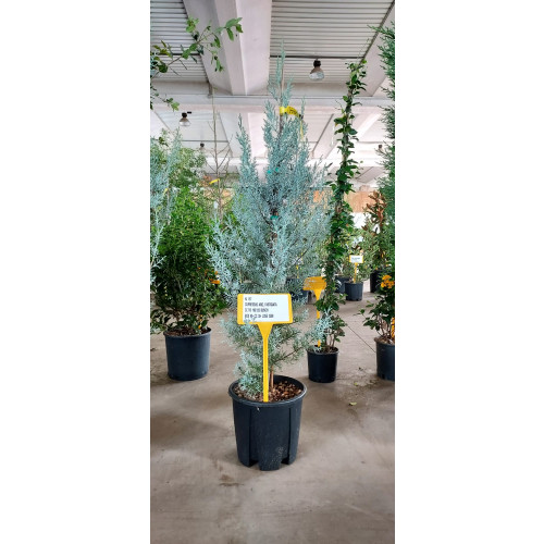 CUPRESSUS ARIZONICA FASTIGIATA CLT10 100/125cm Excluding Pot Height
