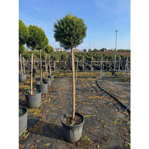 Leylandii Gold Ball on 1/2 Std Stem, 30-35cm Diameter