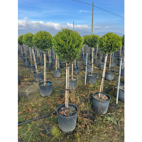 Leylandii Gold Ball on 1/2 Std Stem, 35-40cm Diameter