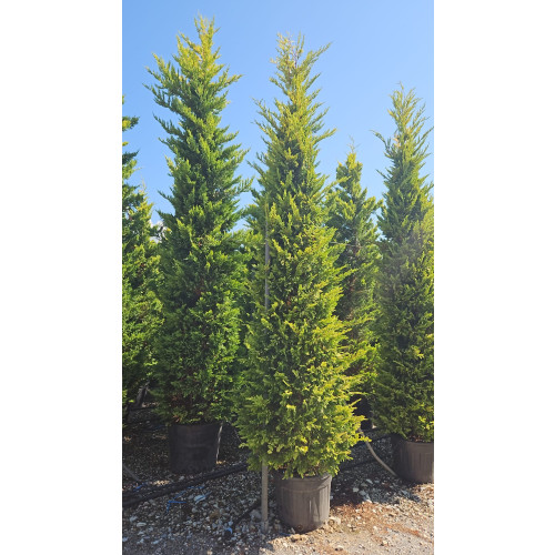 Leylandii 'Gold Rider' Large 400-450cm (13-14ft) plant height not including pot - AVAILABLE NOW
