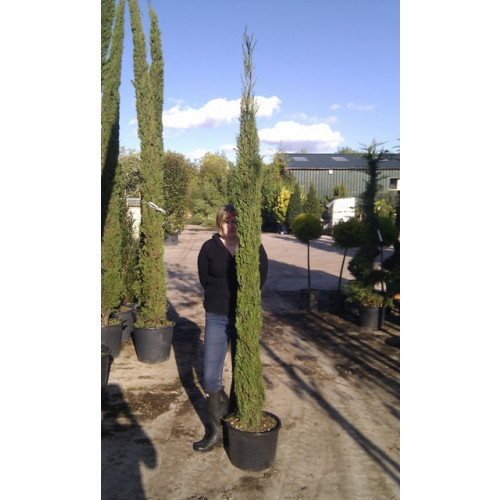 Italian Cypress (Cupressus Sempervirens Pyramidalis 200-250cm / 7 - 8ft inc pot height in 25 litre container