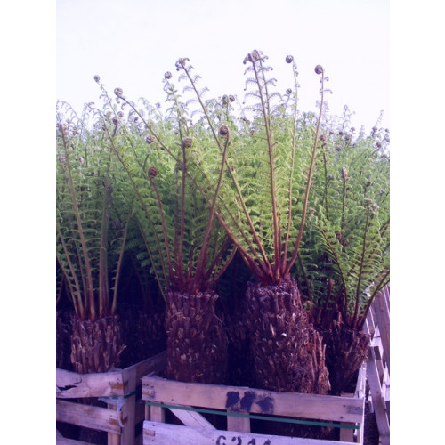 SPECIAL OFFER UNTIL SUNDAY MIDNIGHT - Tree Fern Dicksonia Antarctica 4ft - TAKING ORDERS FOR LATE AUGUST