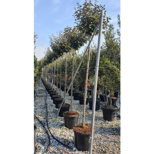 Eleagnus Ebbingei, STD 8/10cm Grith, 45L Container