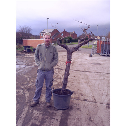 Grapevine (vitis vinefera) knarled trunk 150 cm/5ft including pot height