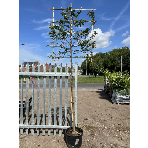 Hornbeam Carpinus Betulus 1.8 Metre Clear Stem 120cm high x 120cm Trellis - 10/12cm girth