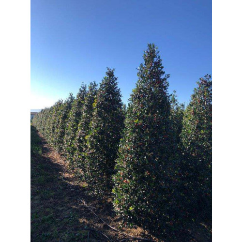 ILEX MUTCHAGARA NELLIE STEVENS 300cm Tall Cone Extra Strong Rootball