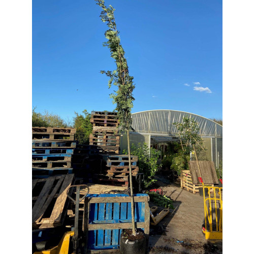 Sorbus Aucuparia ''Cardinal Red'' rowan mountain ash 10/12 girth 1.8meter clear stem 13 feet planted height