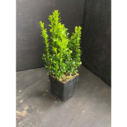 Buxus Bush, 30-40cm, Planted Height, 2L