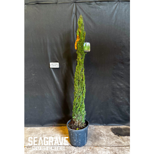 Italian Cypress (Cupressus Sempervirens Pyramidalis), 125-150cm (4ft - 5ft) Including Pot, 15L