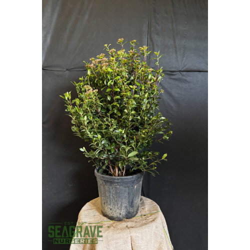 Viburnum Tinus (Eve Price) 100-120cm planted height 20 Litre pot