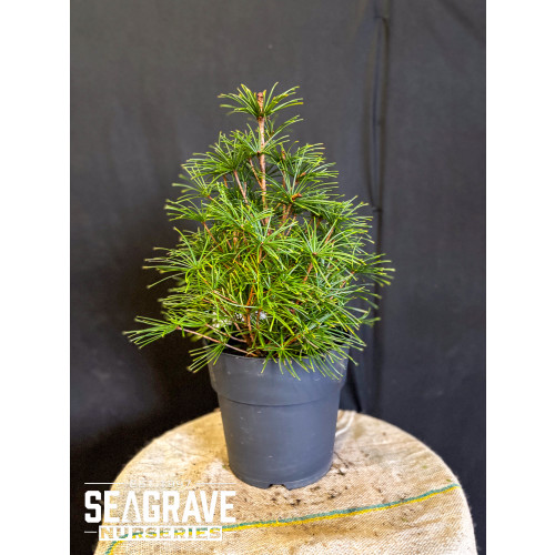 Sciadopitys Verticillata, 50-60cm, 10L