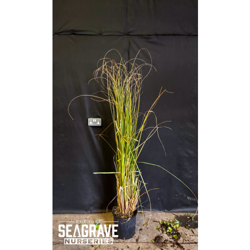 Cortaderia Selloana, 10L